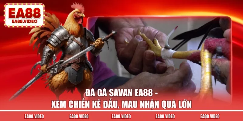 Đá Gà Savan EA88 - Xem Chiến Kê Đấu, Nhận Quà Lớn