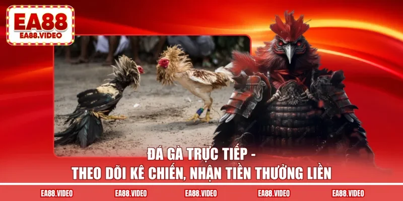 Đá Gà Trực Tiếp EA88 - Theo Dõi Gà Đá, Thưởng Liền Tay