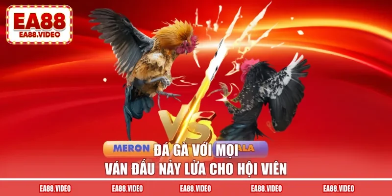Đá gà với mọi ván đấu nảy lửa cho hội viên