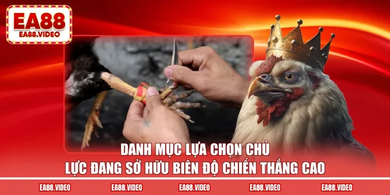 Danh mục lựa chọn chủ lực đang sở hữu biên độ chiến thắng cao
