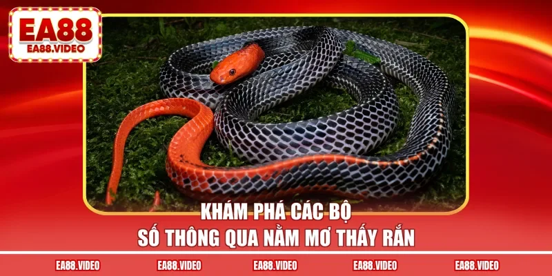 Khám phá các bộ số thông qua nằm mơ thấy rắn