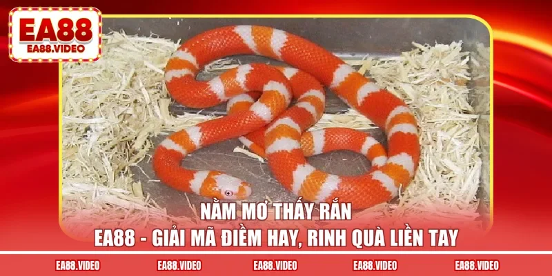 Nằm Mơ Thấy Rắn EA88 - Giải Mã Điềm Hay, Rinh Quà Ngay