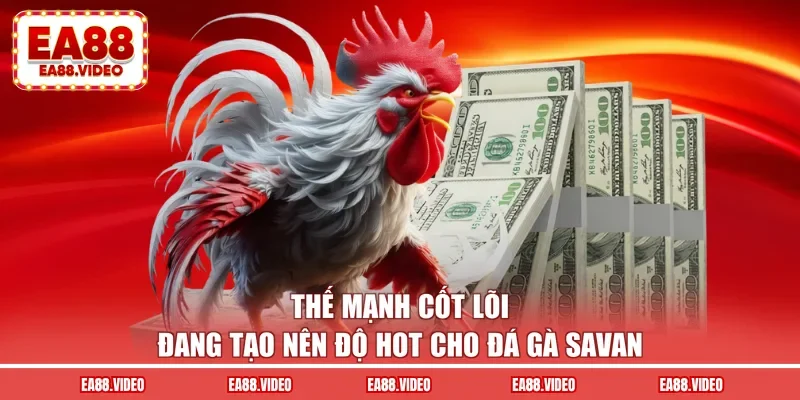 Thế mạnh cốt lõi đang tạo nên độ hot cho đá gà savan