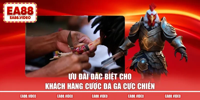Ưu đãi đặc biệt cho khách hàng cược đá gà cực chiến