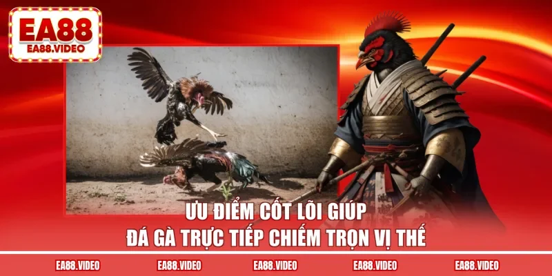 Ưu điểm cốt lõi giúp đá gà trực tiếp chiếm trọn vị thế