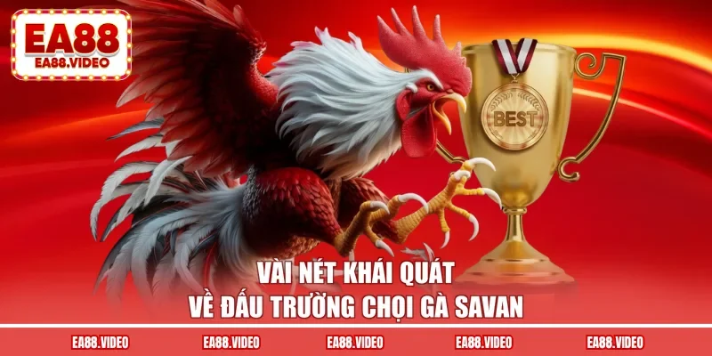 Vài nét khái quát về đấu trường chọi gà savan